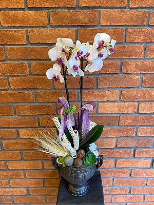 Antik Vazoda Benekli Orkide 